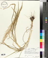 Eragrostis japonica image