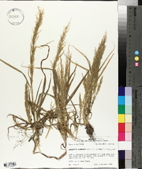 Eragrostis japonica image