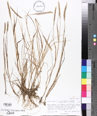 Elymus trachycaulus subsp. trachycaulus image