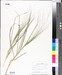 Eragrostis hirsuta image