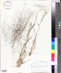 Eragrostis hirsuta image