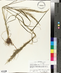 Eragrostis japonica image