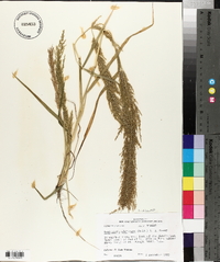 Eragrostis japonica image