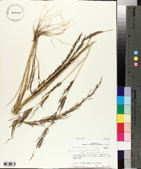 Eragrostis japonica image