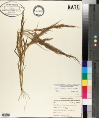 Eragrostis japonica image