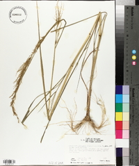 Eragrostis japonica image