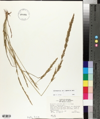 Eragrostis japonica image