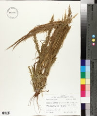 Eragrostis japonica image