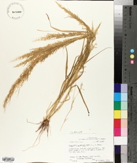 Eragrostis japonica image