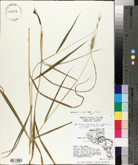 Elymus virginicus var. virginicus image