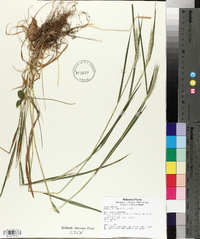 Elymus villosus image