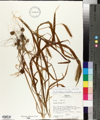 Elymus canadensis var. canadensis image