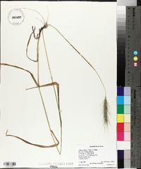 Elymus villosus image