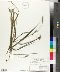 Elymus villosus image