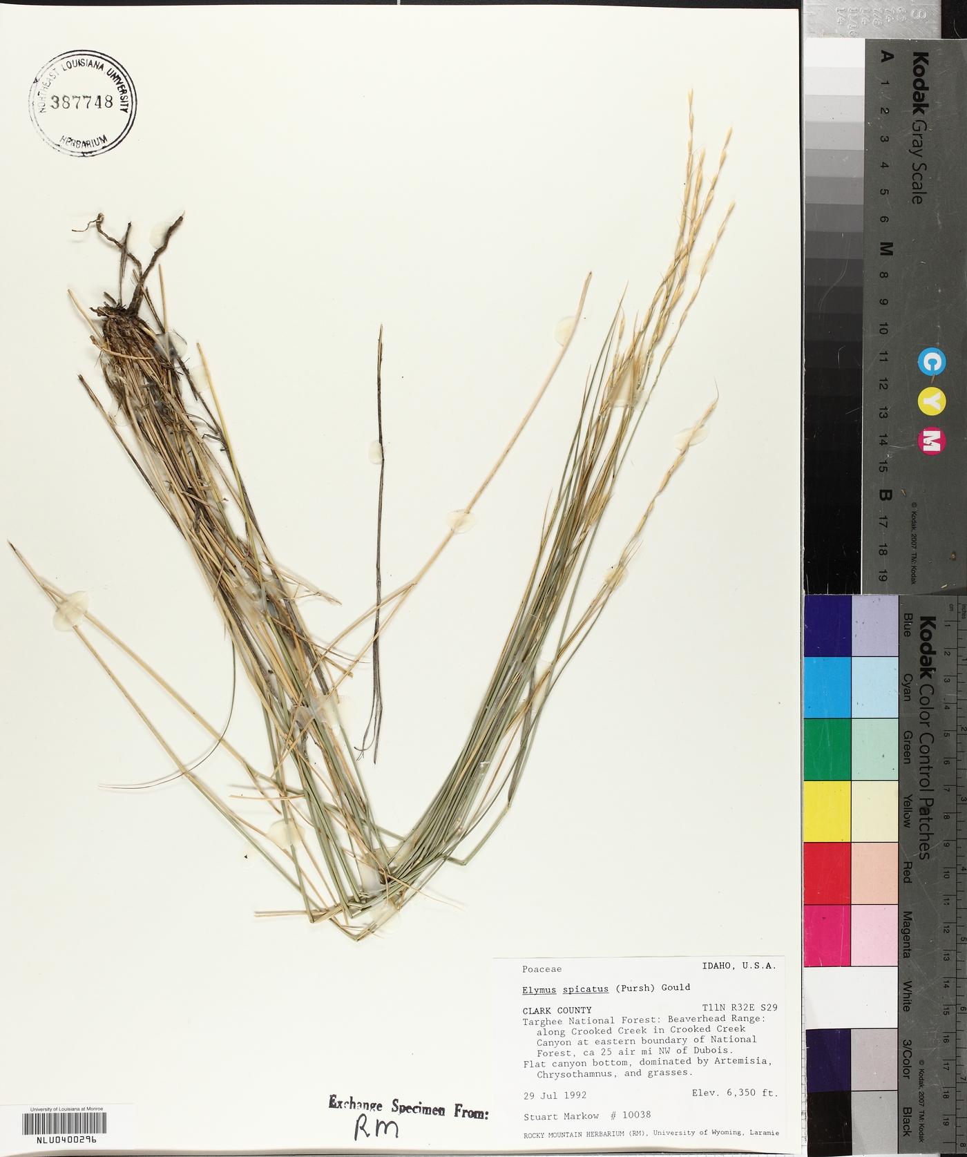 Pseudoroegneria spicata f. spicata image