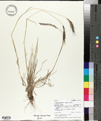 Elymus scribneri image