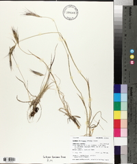 Elymus scribneri image