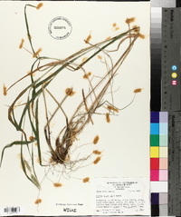 Elymus riparius image