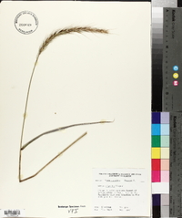 Elymus riparius image