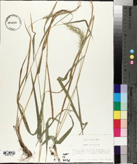 Elymus riparius image