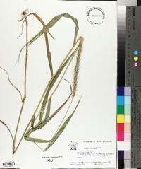 Elymus riparius image