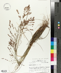 Eragrostis secundiflora image