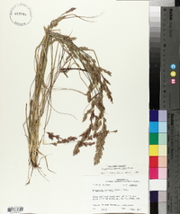 Eragrostis secundiflora image