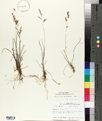 Eragrostis secundiflora image