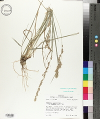 Eragrostis secundiflora image