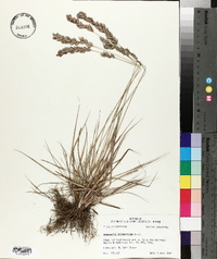 Eragrostis secundiflora image