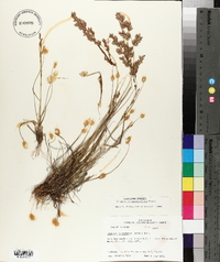 Eragrostis secundiflora image