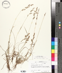 Eragrostis secundiflora image