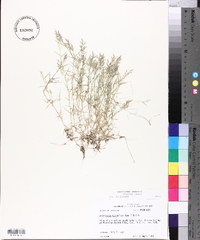 Eragrostis hypnoides image