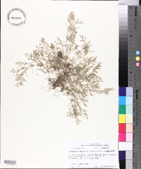 Eragrostis hypnoides image