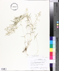 Eragrostis hypnoides image