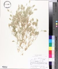 Eragrostis hypnoides image