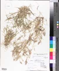 Eragrostis hypnoides image