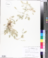 Eragrostis hypnoides image