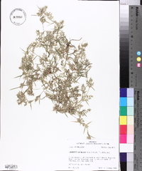 Eragrostis hypnoides image