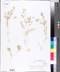 Eragrostis hypnoides image