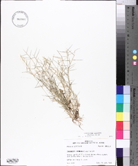 Eragrostis hypnoides image