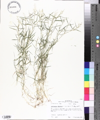 Eragrostis hypnoides image