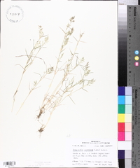 Eragrostis hypnoides image