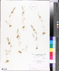 Eragrostis hypnoides image