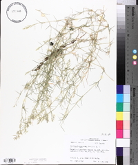 Eragrostis hypnoides image