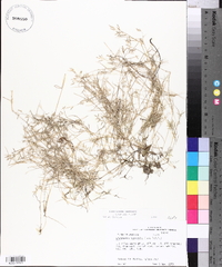 Eragrostis hypnoides image