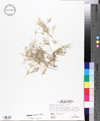 Eragrostis hypnoides image