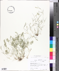 Eragrostis hypnoides image