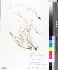 Eragrostis hypnoides image