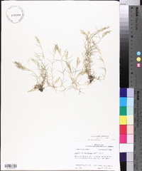 Eragrostis hypnoides image